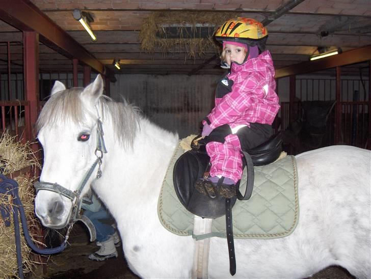 Anden særlig race Mille - Emilie på Mille billede 2