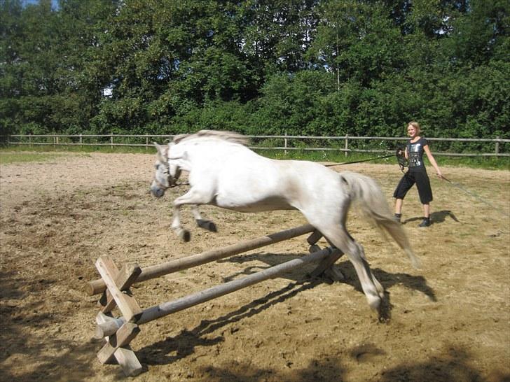 Anden særlig race Mille billede 3