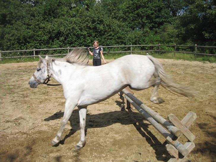 Anden særlig race Mille - lidt spring er sjovt :) billede 4