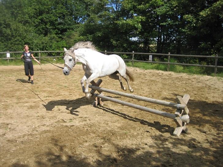 Anden særlig race Mille billede 5