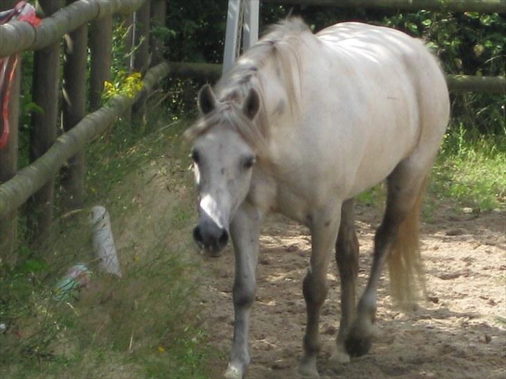 Anden særlig race Mille billede 6