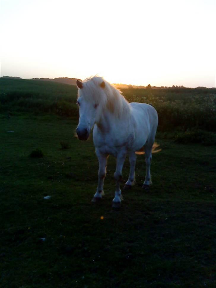 Islænder Rosti - Rosti<3! billede 1