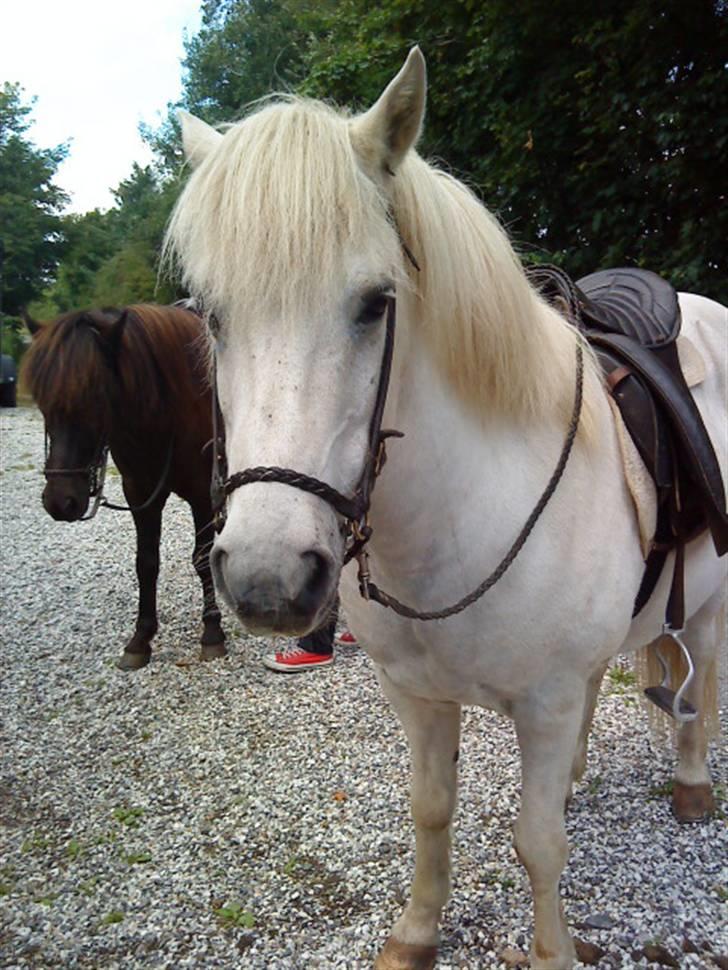 Islænder Rosti - Klar til ridetur. billede 2