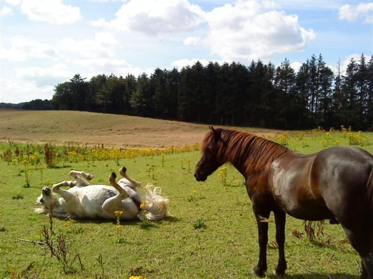 Islænder Rosti - Vi ruller;) billede 3