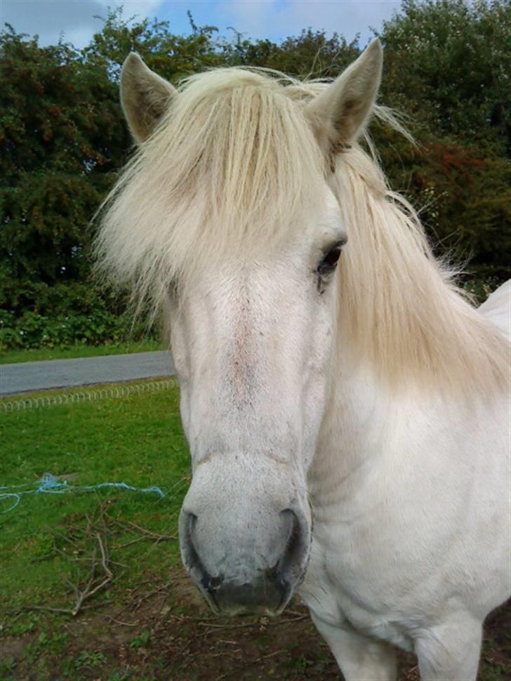 Islænder Rosti billede 4