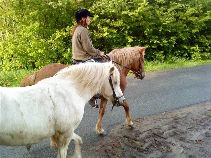 Islænder Rosti billede 5