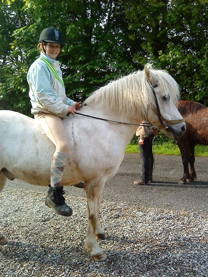 Islænder Rosti billede 6