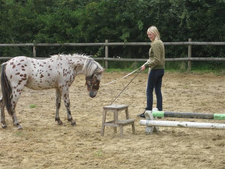 Knabstrupper Murphy *Min basse* <3 -  Murphy 1 år og  lære og longeres billede 17