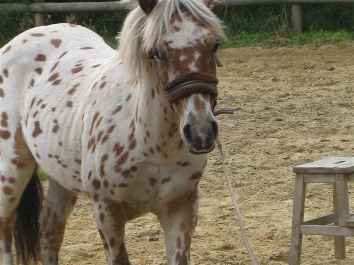 Knabstrupper Murphy *Min basse* <3 - Murphy 1 år billede 16