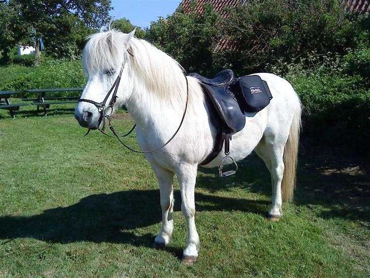 Islænder Rosti - Rosti med oppakning. billede 8