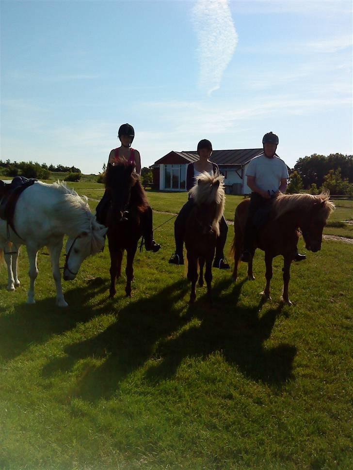 Islænder Rosti - Hele familien på rideweekend. billede 9