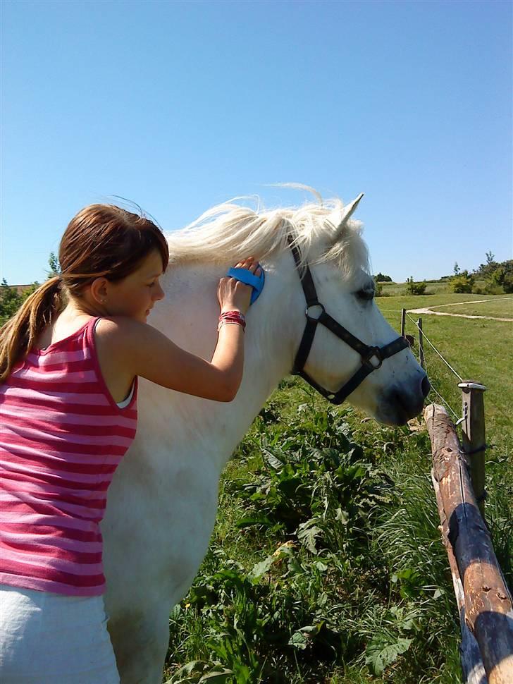 Islænder Rosti billede 10