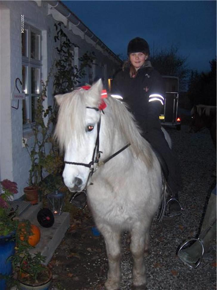 Islænder Rosti - Min 11 års fødselsdag 2007.  billede 12