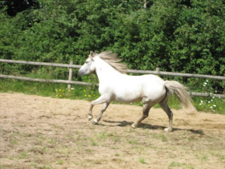 Anden særlig race Mille billede 7