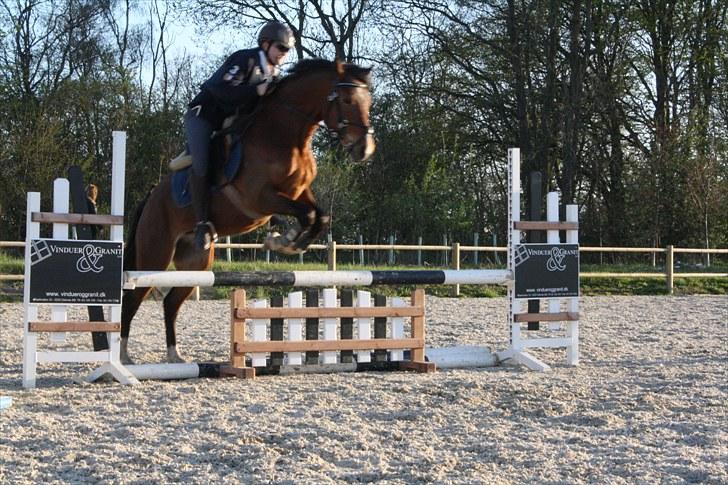 DSP Sir Lancelot - solgt - 10) Lance med til undervisning for første gang D. 5/5-10 billede 10