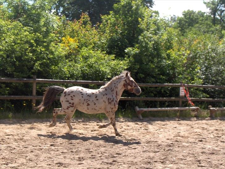 Knabstrupper Murphy *Min basse* <3 - Murphy 2 år billede 13