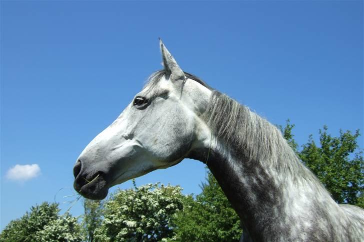 Dansk Varmblod Alanis  billede 12