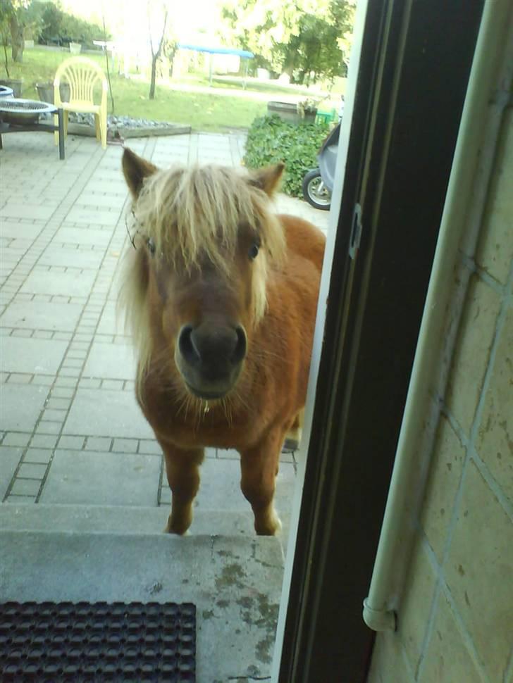 Shetlænder Ågerupgårds Uzo - .når såe det er her de lækre gulerødder kommer fra, mmmhh.. billede 2