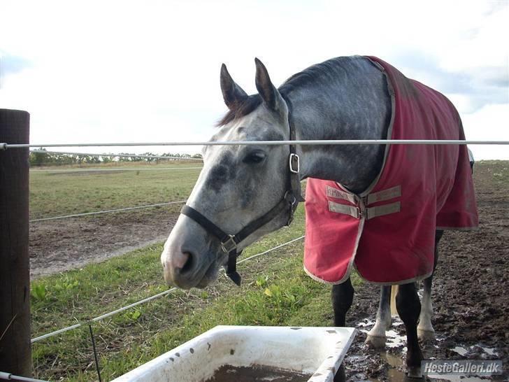 Dansk Varmblod Holkjærs Diablo billede 8