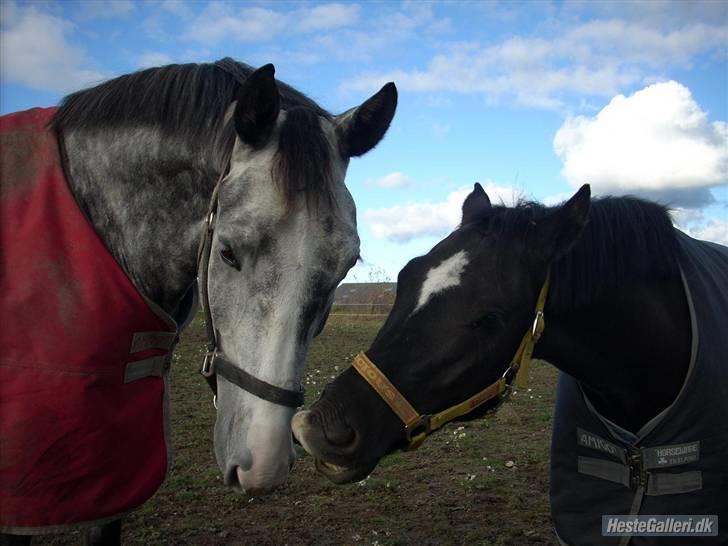 Dansk Varmblod Holkjærs Diablo - sammen med Frits billede 9