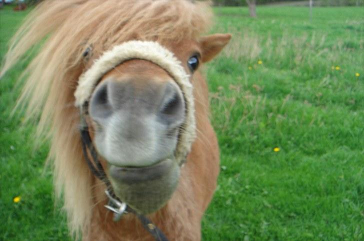 Shetlænder Ågerupgårds Uzo - Så kys mig dog - jeg er hernede :) billede 10