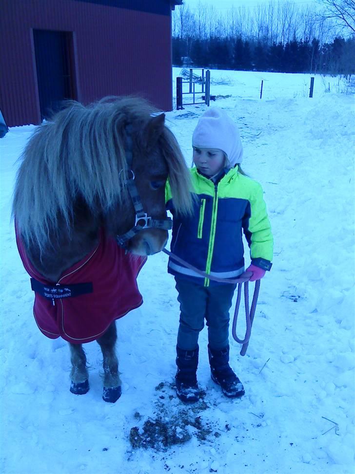 Shetlænder Ågerupgårds Uzo - .julie(søster) & uzo.  billede 16