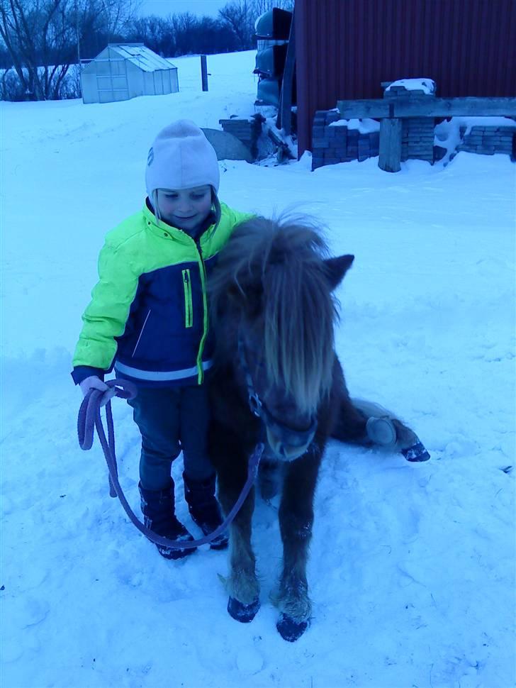 Shetlænder Ågerupgårds Uzo - .sit,! <3 med julle ! billede 17