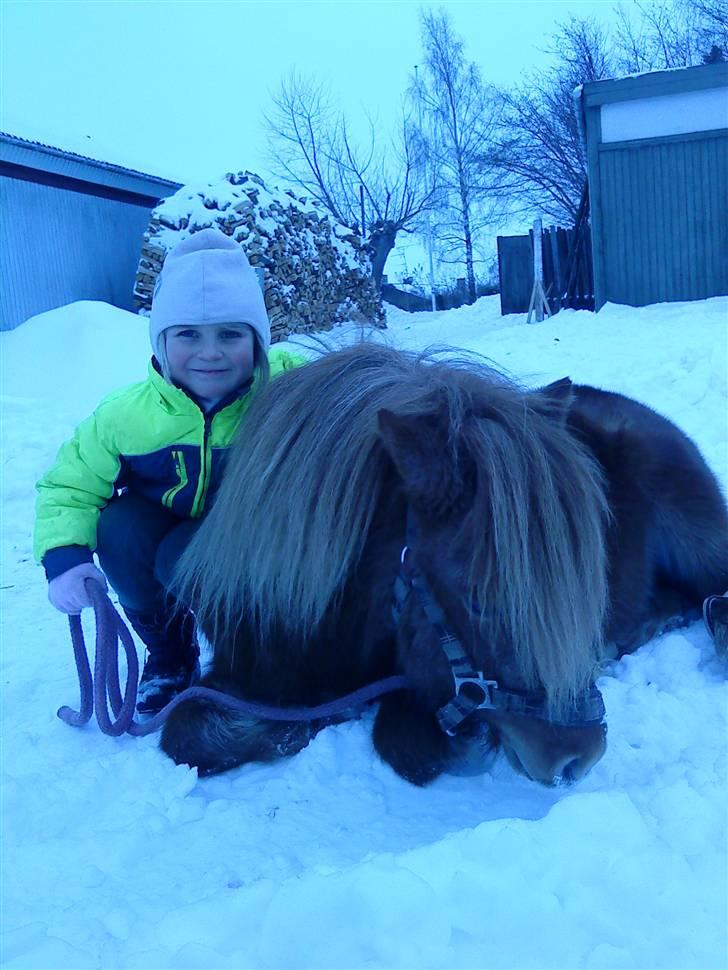 Shetlænder Ågerupgårds Uzo - & dæk. <3 med julle! billede 18