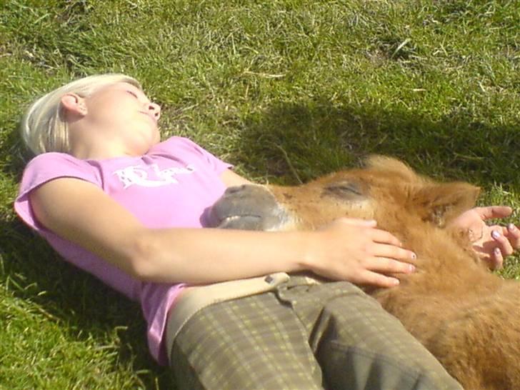 Shetlænder Ågerupgårds Uzo - .jeg har kendt ham siden ham var lille! <3 billede 19
