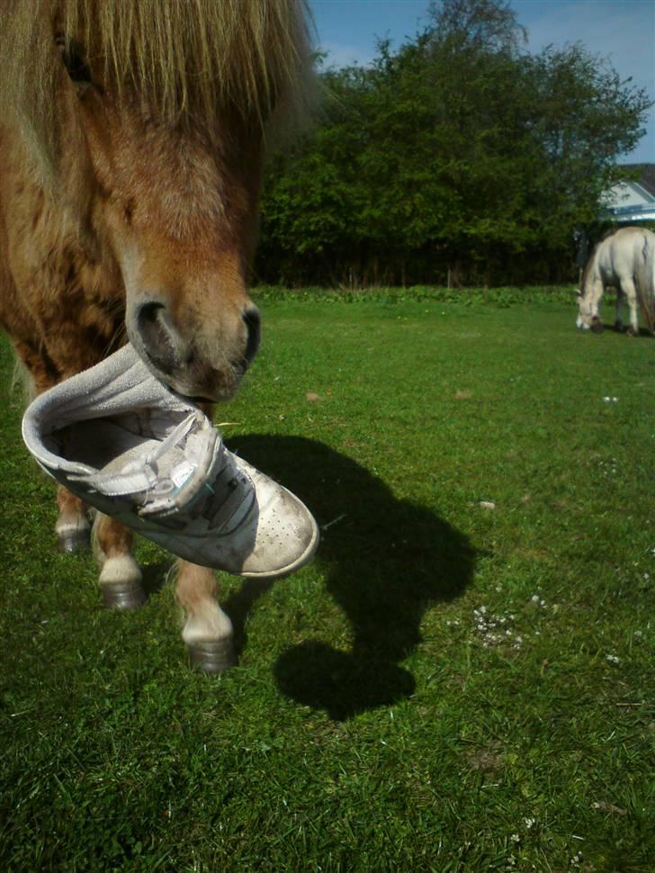 Shetlænder Ågerupgårds Uzo - .apport ! <3 billede 20