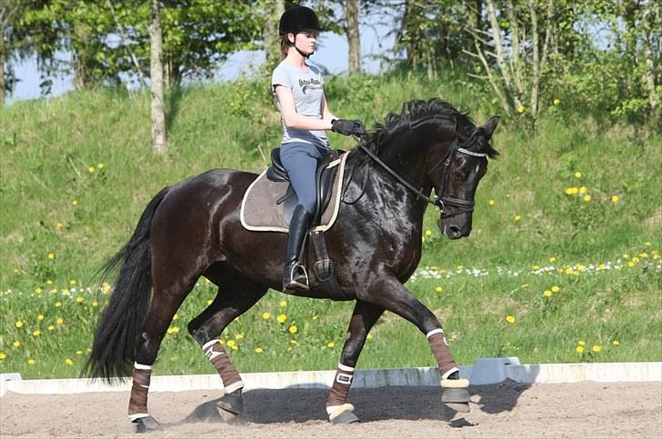 Dansk Varmblod Rosenschwalbe Macohl billede 11