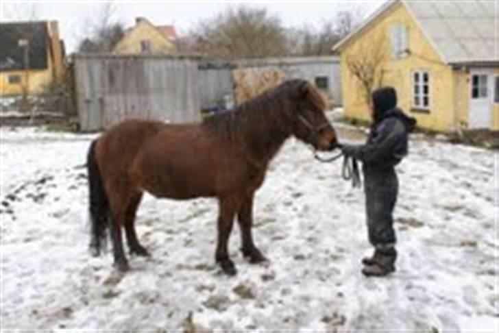 Islænder Sleipnir f Dyssemosen solgt - #9. basse i sne  billede 9