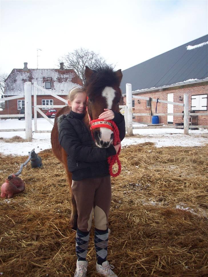 New Forest Fox<3 billede 9