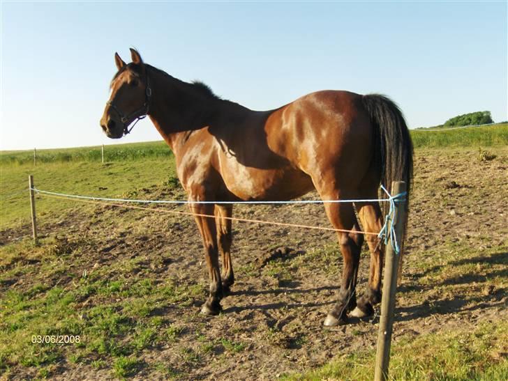 Oldenborg my Ohio dreamer billede 20