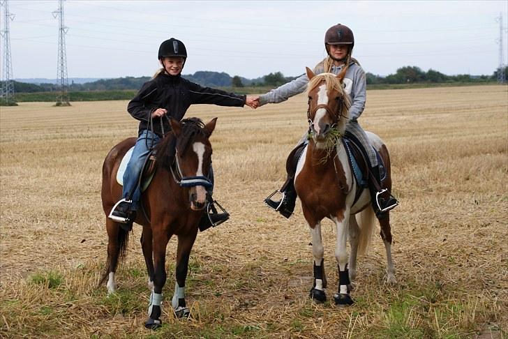 New Forest Fox<3 billede 10