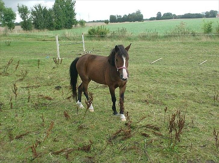 New Forest Fox<3 billede 11