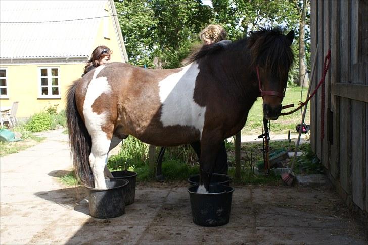 Islænder Lülli fra Krossi R.I.P  - #11. nyt Lülli i 4 spane vand billede 9