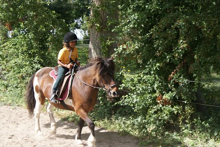 Islænder Lülli fra Krossi R.I.P  - #12. nyt tölt billede 10