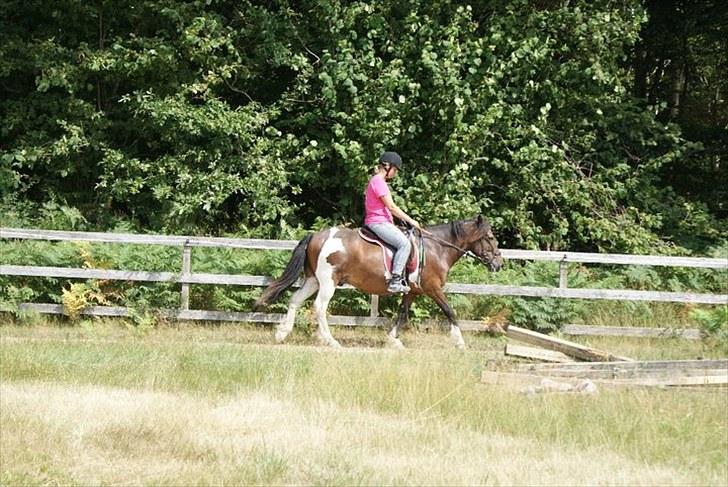 Islænder Lülli fra Krossi R.I.P  - #13. lülli i tölt billede 11