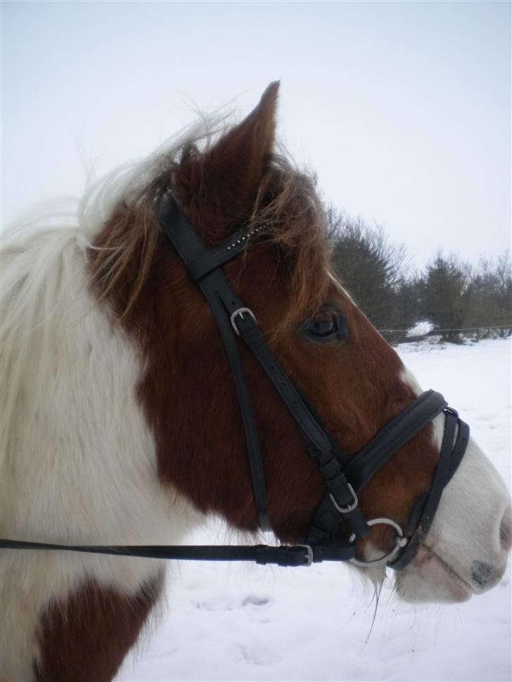 Pinto Sunshine (Savn) - Sunshine´s smukke hovde :D billede 11