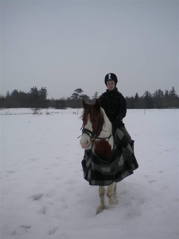 Pinto Sunshine (Savn) - flotte lotte<3 billede 12