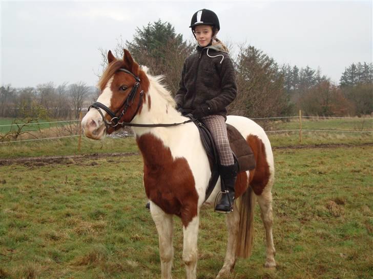 Pinto Sunshine (Savn) - min over smukke dreng<3 billede 13