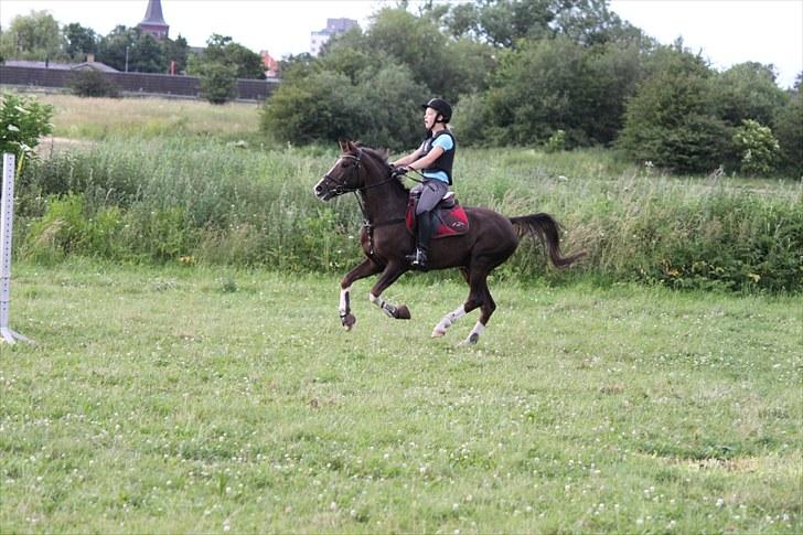 Hollandsk Sportspony Orchids Tigertail  A-pony - Fuld fart til springet :D billede 18