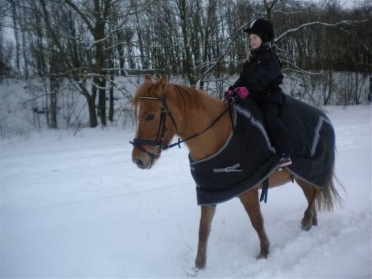 Anden særlig race Phønix - mig på phønix billede 13