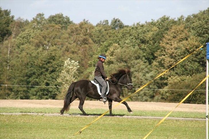 Islænder Raun fra Lille Nørregård solgt  - #17. nyt blössi stævne 2010 billede 10
