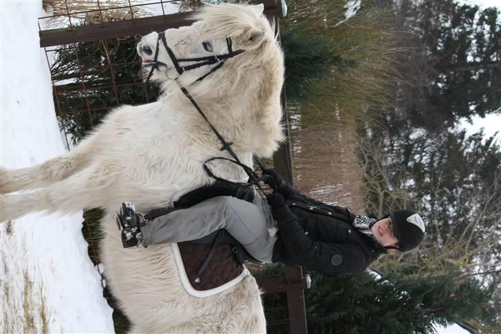 Islænder Pandra - Pandra og Simone billede 10