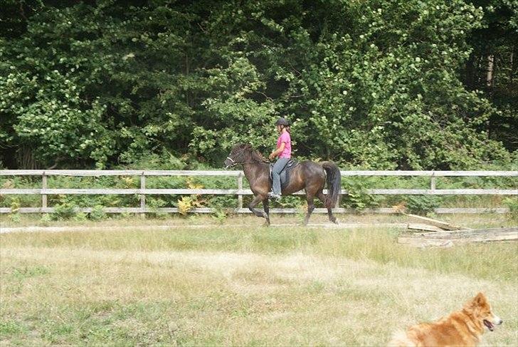 Islænder Raun fra Lille Nørregård solgt  - #18. Raun i tölt billede 11