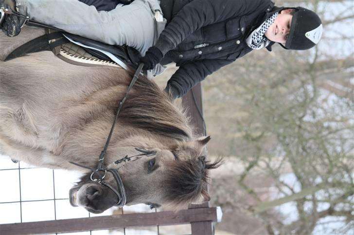 Islænder Sunna fra Vrangbækgård - Sunna og jeg billede 12