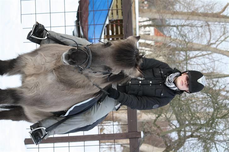 Islænder Sunna fra Vrangbækgård - Sunna og jeg billede 13