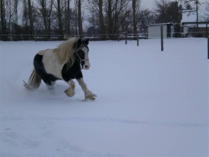 Irish Cob Indyana - En beskidt Indy i sneen :) billede 9